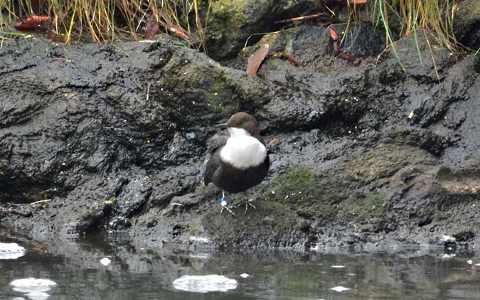 skorec vodní - ML646459031