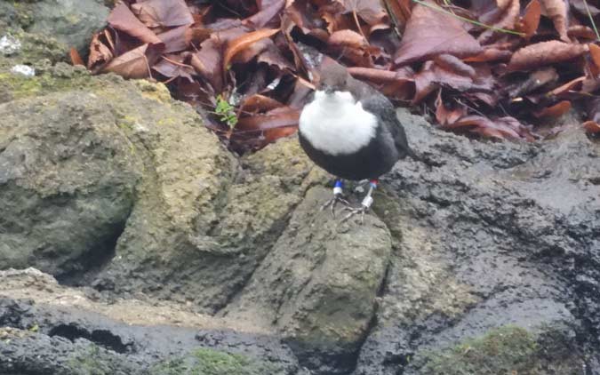 skorec vodní - ML646459032