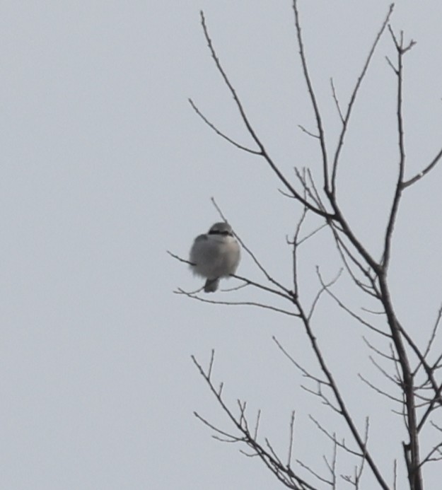 Northern Shrike - ML646459033