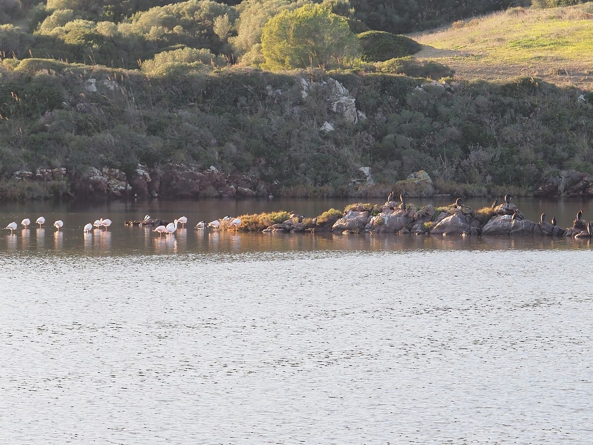 Great Cormorant - ML646459035