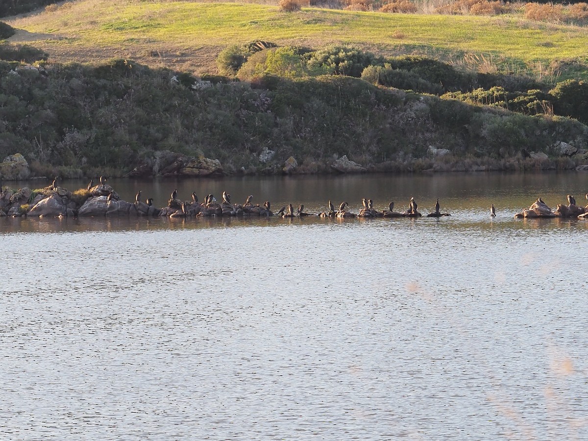 Great Cormorant - ML646459036