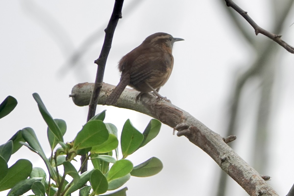 チャバラマユミソサザイ - ML646459037