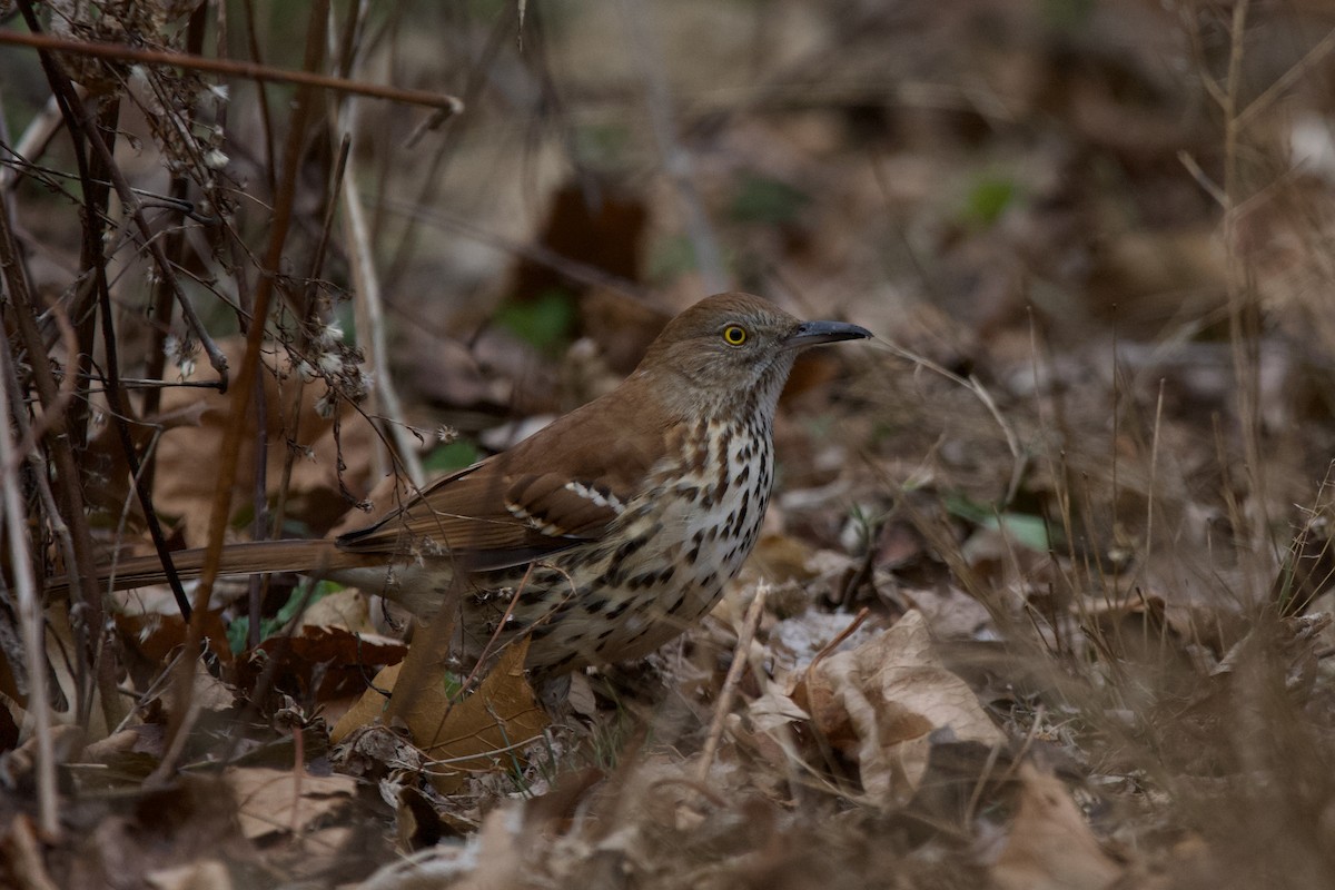 Kahverengi Çöpçü - ML646459038