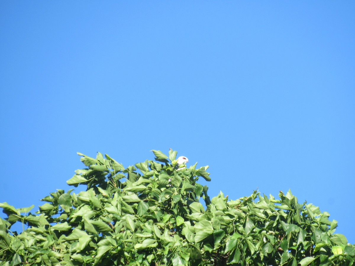White-tailed Kite - ML646459039