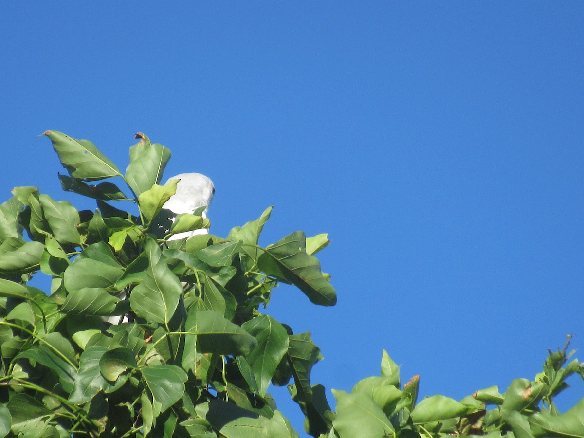 White-tailed Kite - ML646459040