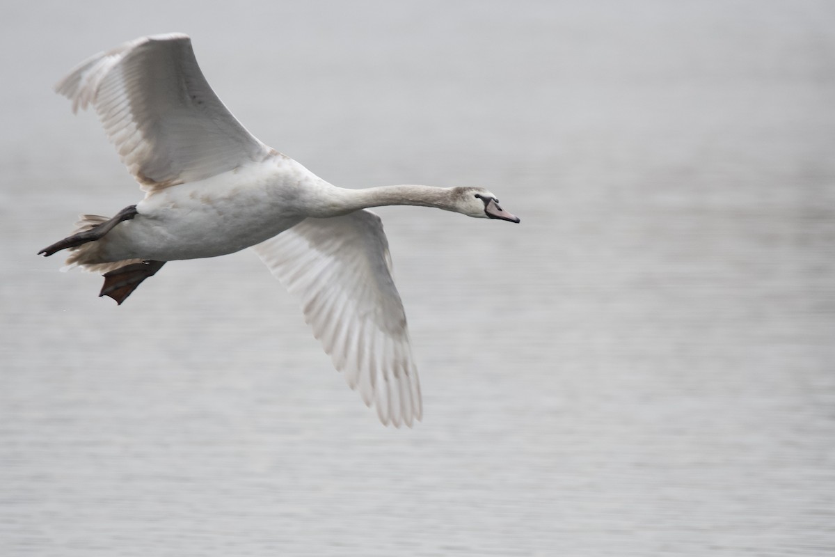 labuť velká - ML646459043