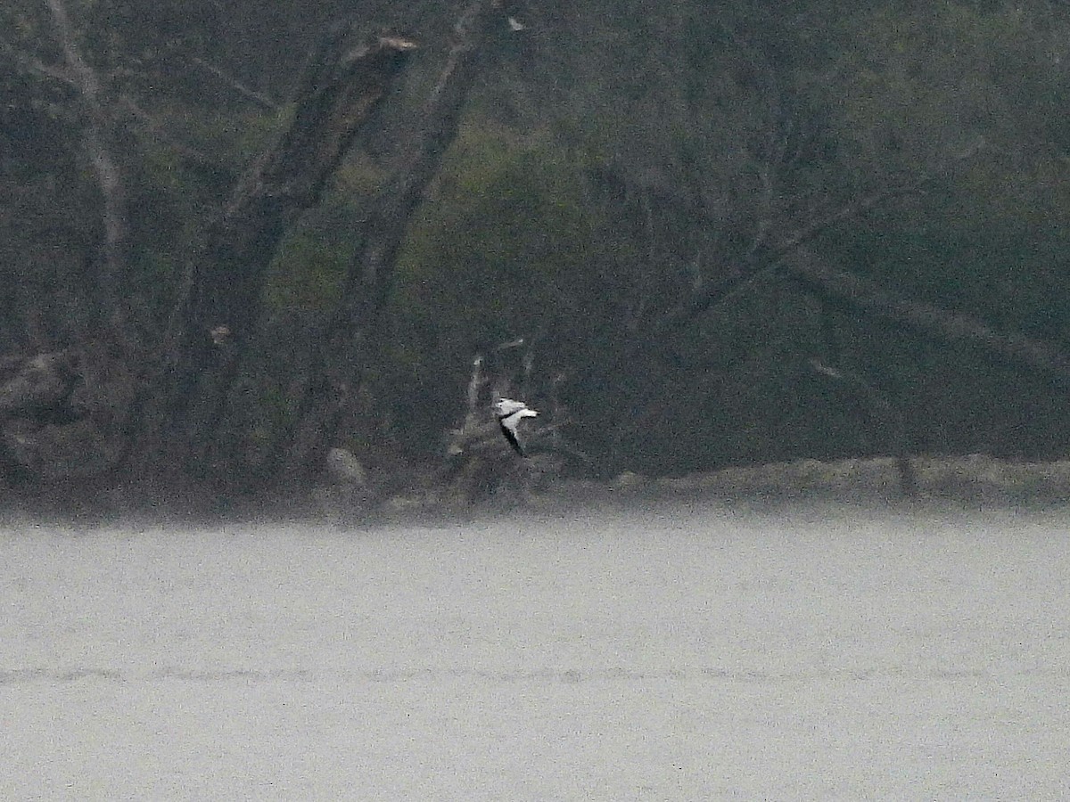 Küçük Martı - ML646459046