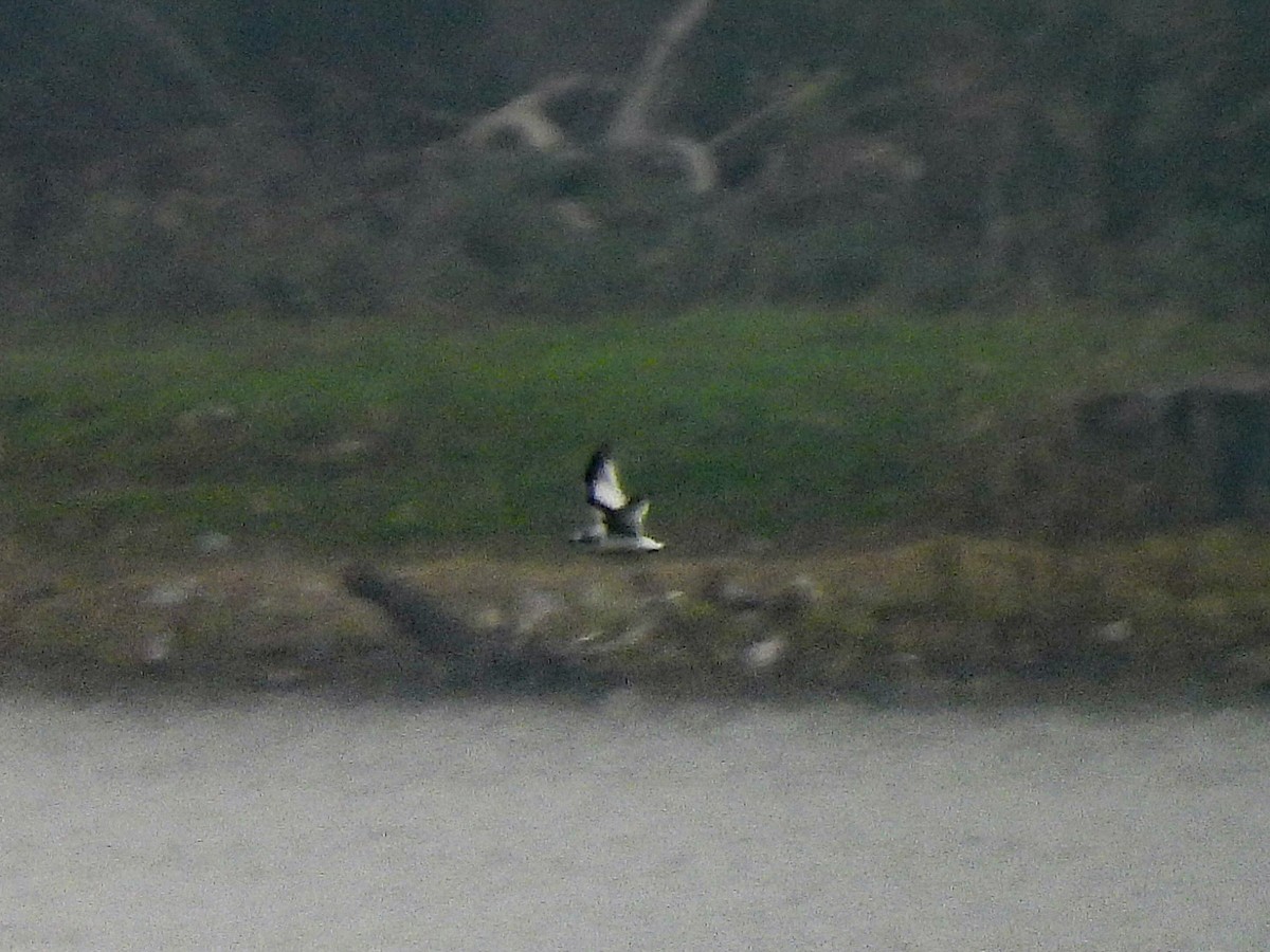 Küçük Martı - ML646459047