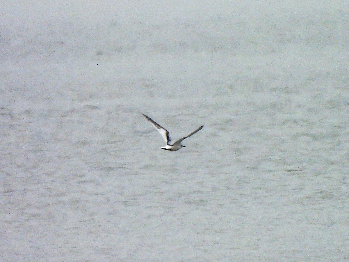 Küçük Martı - ML646459048