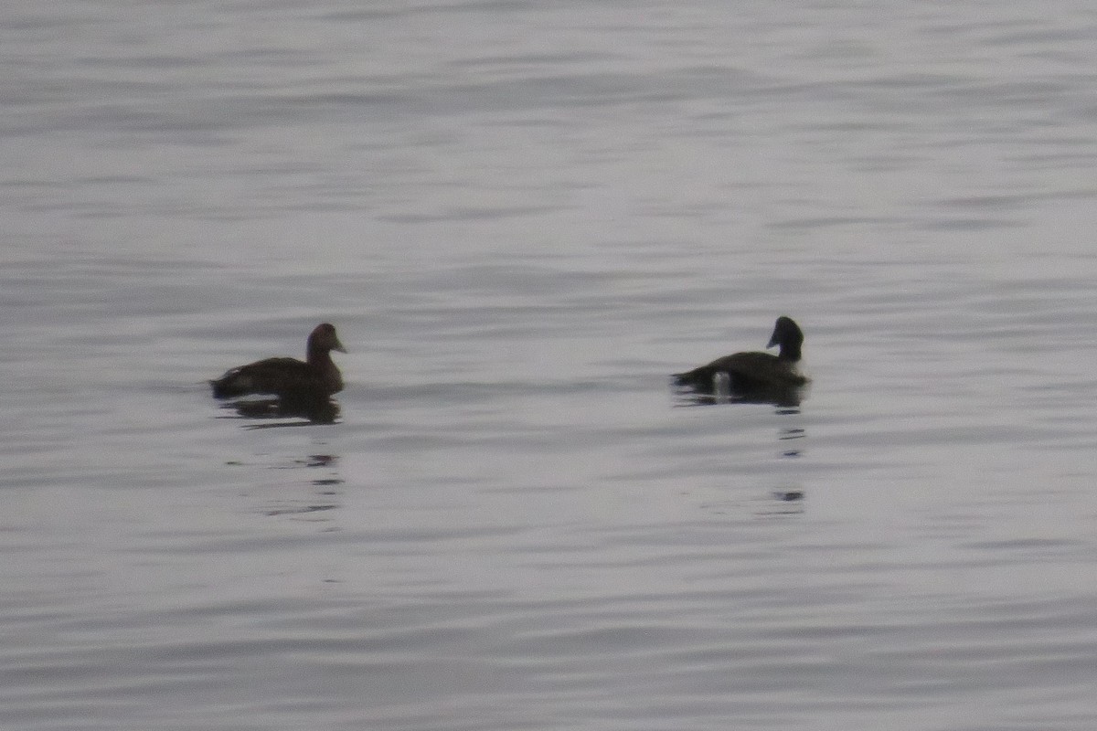 Common Eider - ML646459052