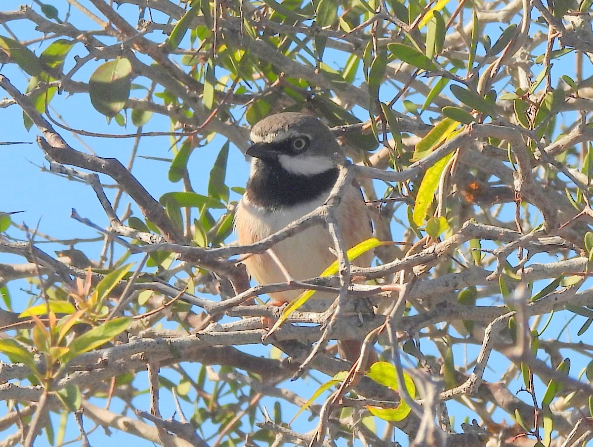 Red-shouldered Vanga - ML646459054