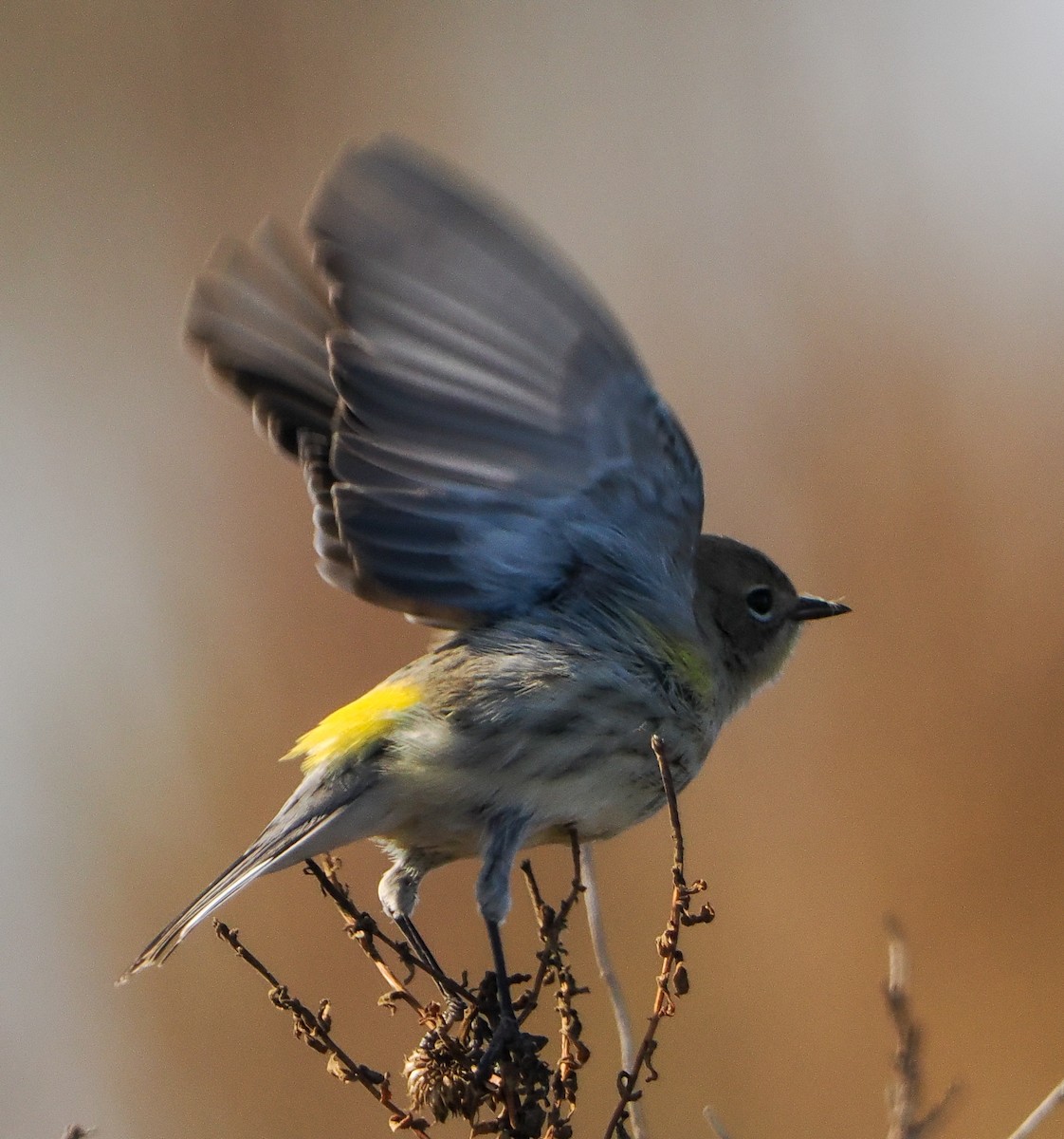 Yellow-rumped Warbler - ML646459055