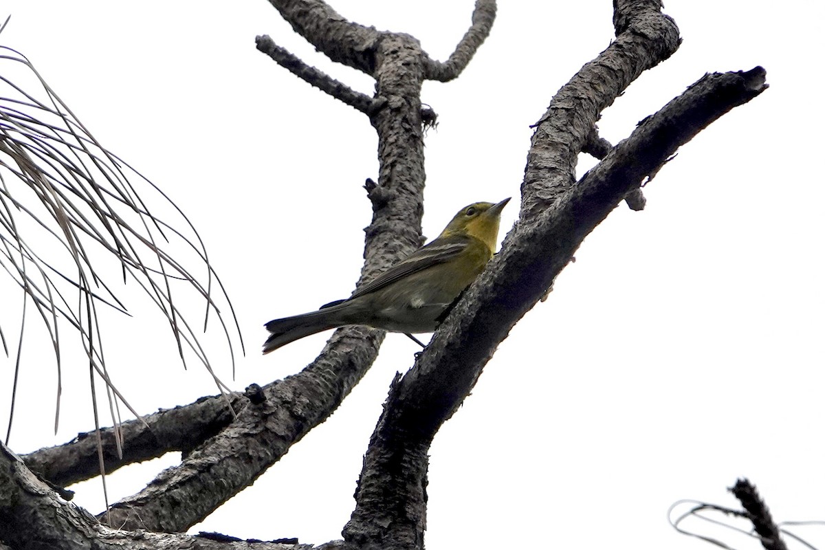 lesňáček borovicový - ML646459056