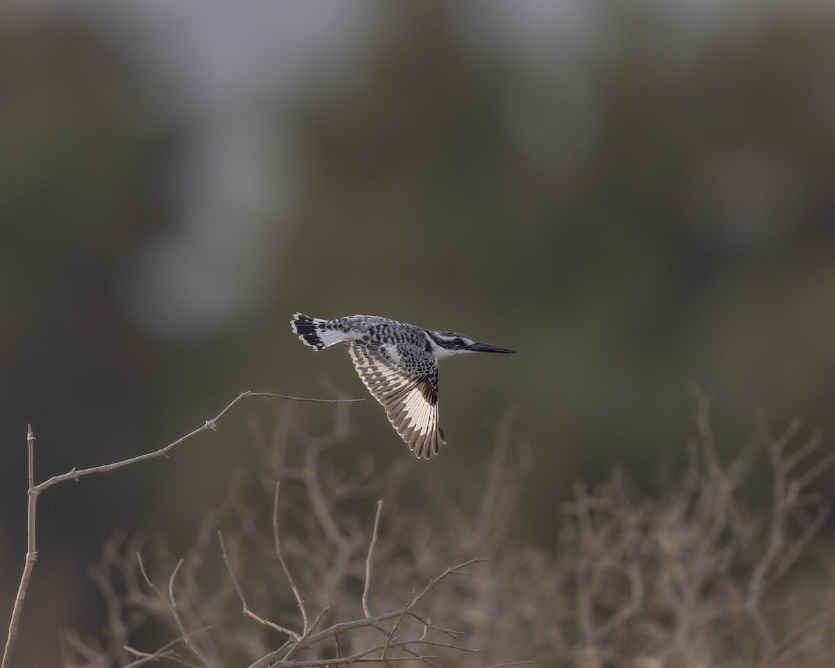 פרפור עקוד - ML646459057