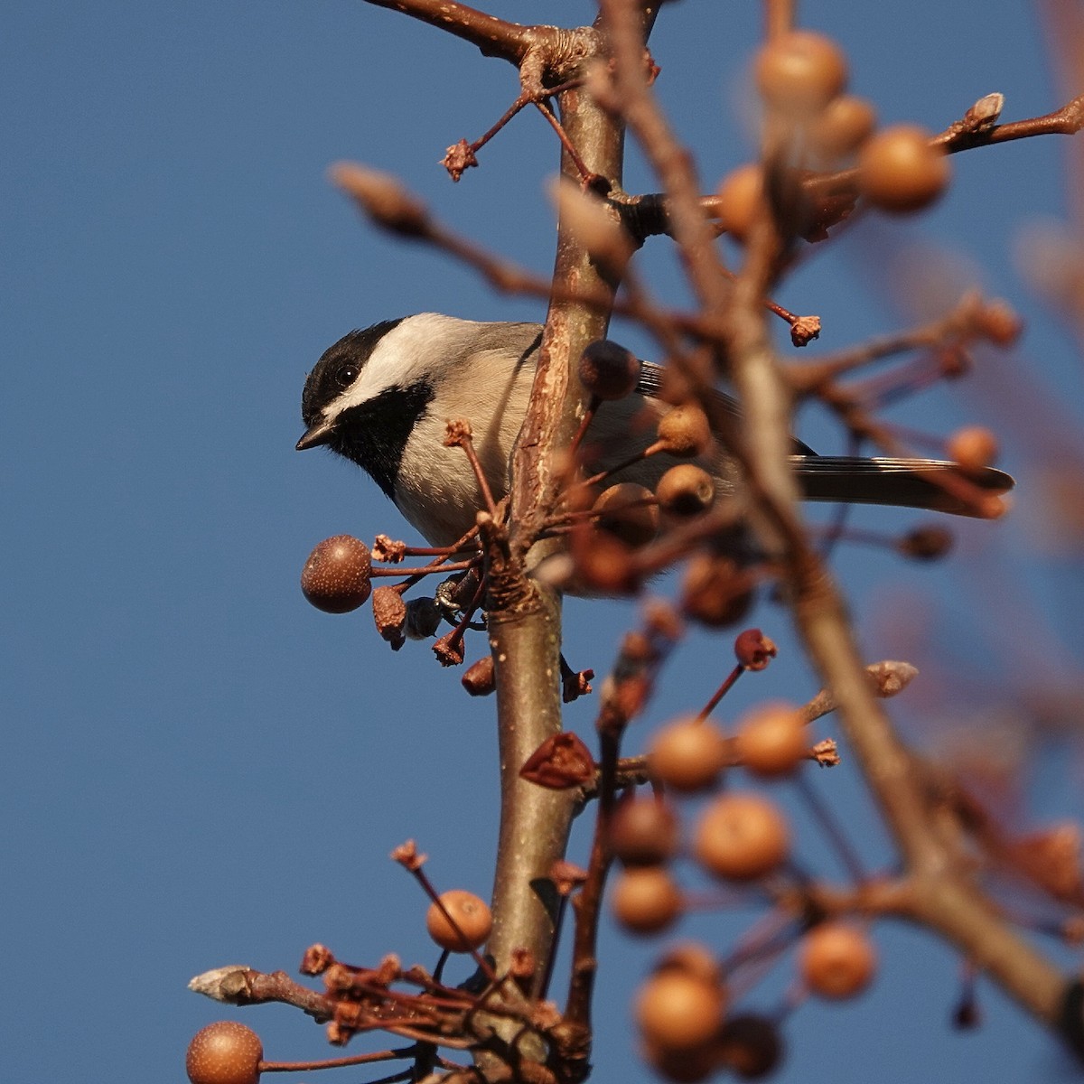 Carolina Chickadee - ML646459058