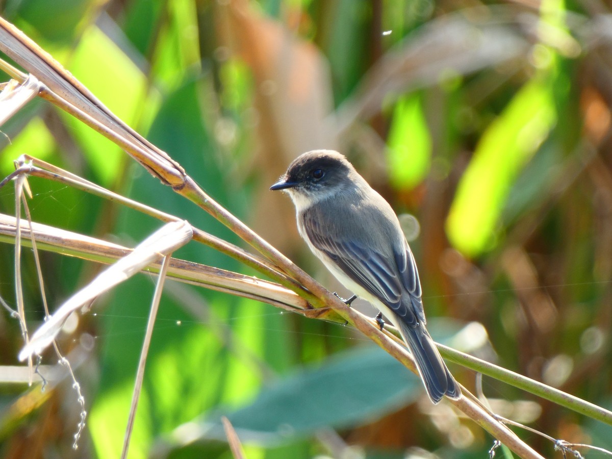 Eastern Phoebe - ML646459059