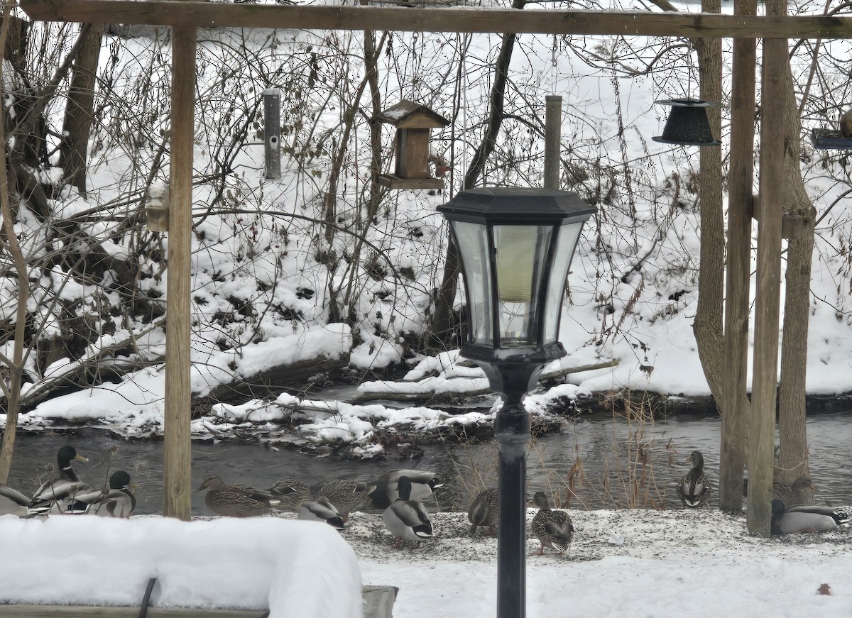 Mallard - ML646459060