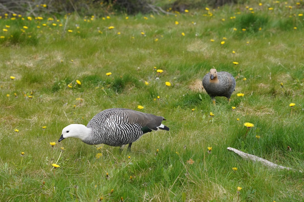 Каргарка магеланська (смугастогруда) - ML646459063
