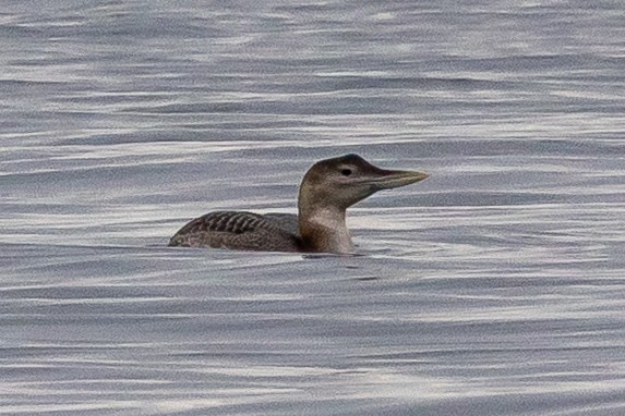 Yellow-billed Loon - ML646459064