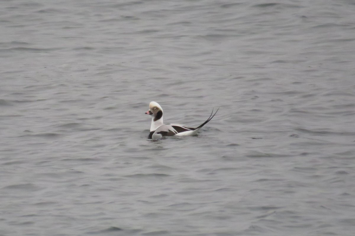 Long-tailed Duck - ML646459065