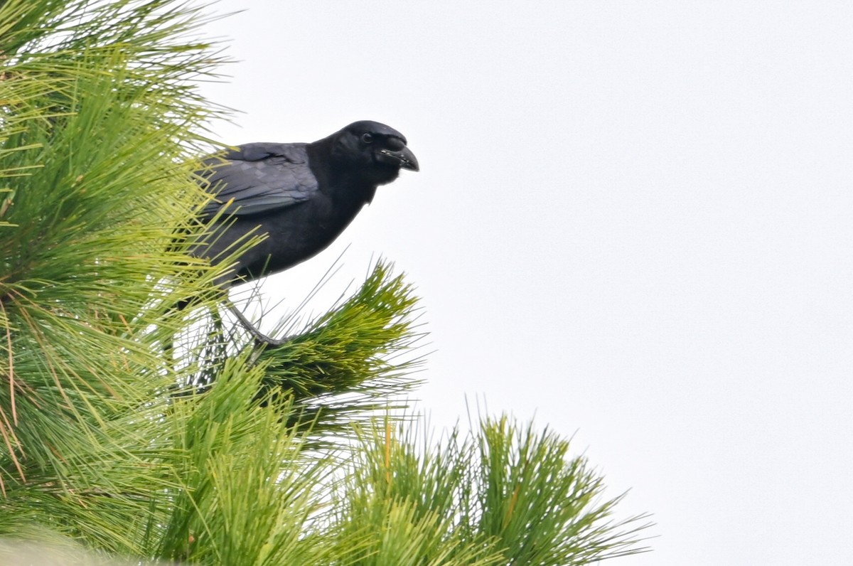 American Crow - ML646459066