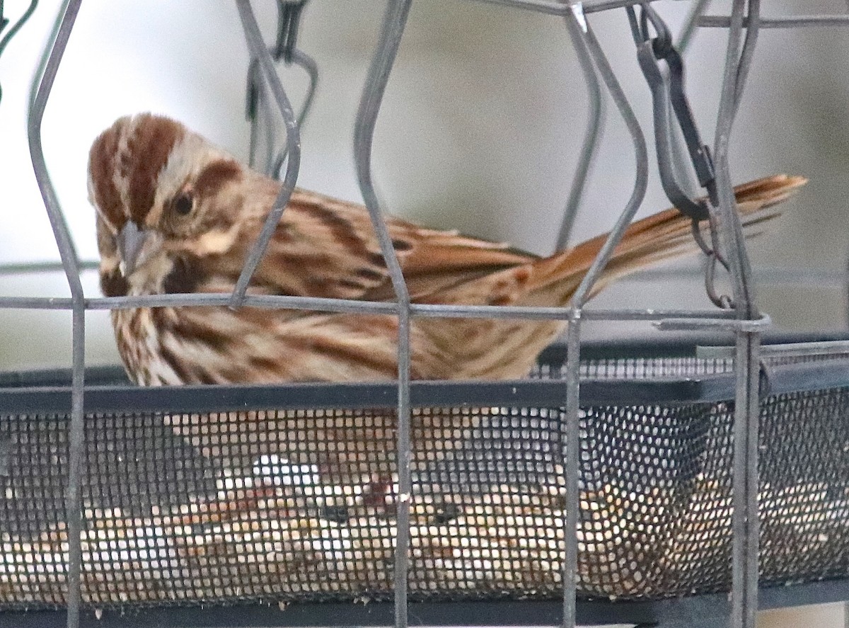 Song Sparrow - ML646459067