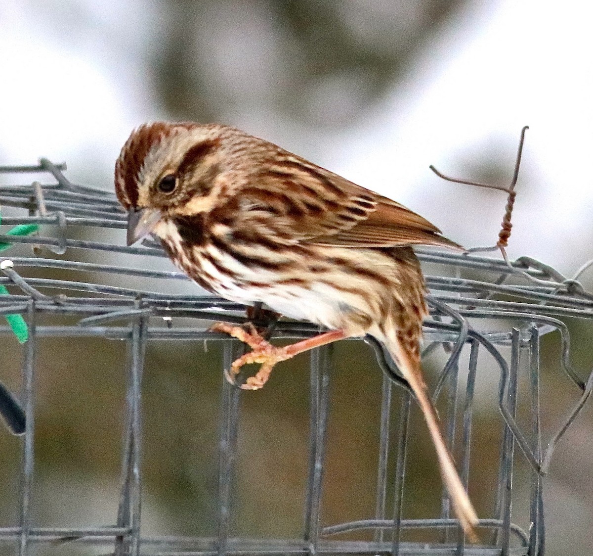 Song Sparrow - ML646459068