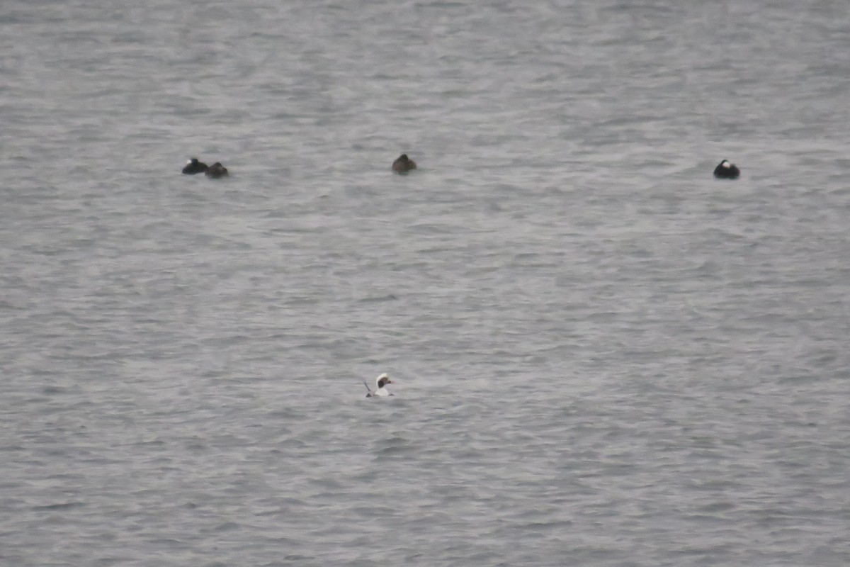 Surf Scoter - ML646459070