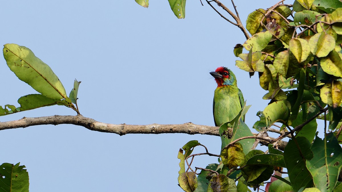 Malabar Barbet - ML646459077