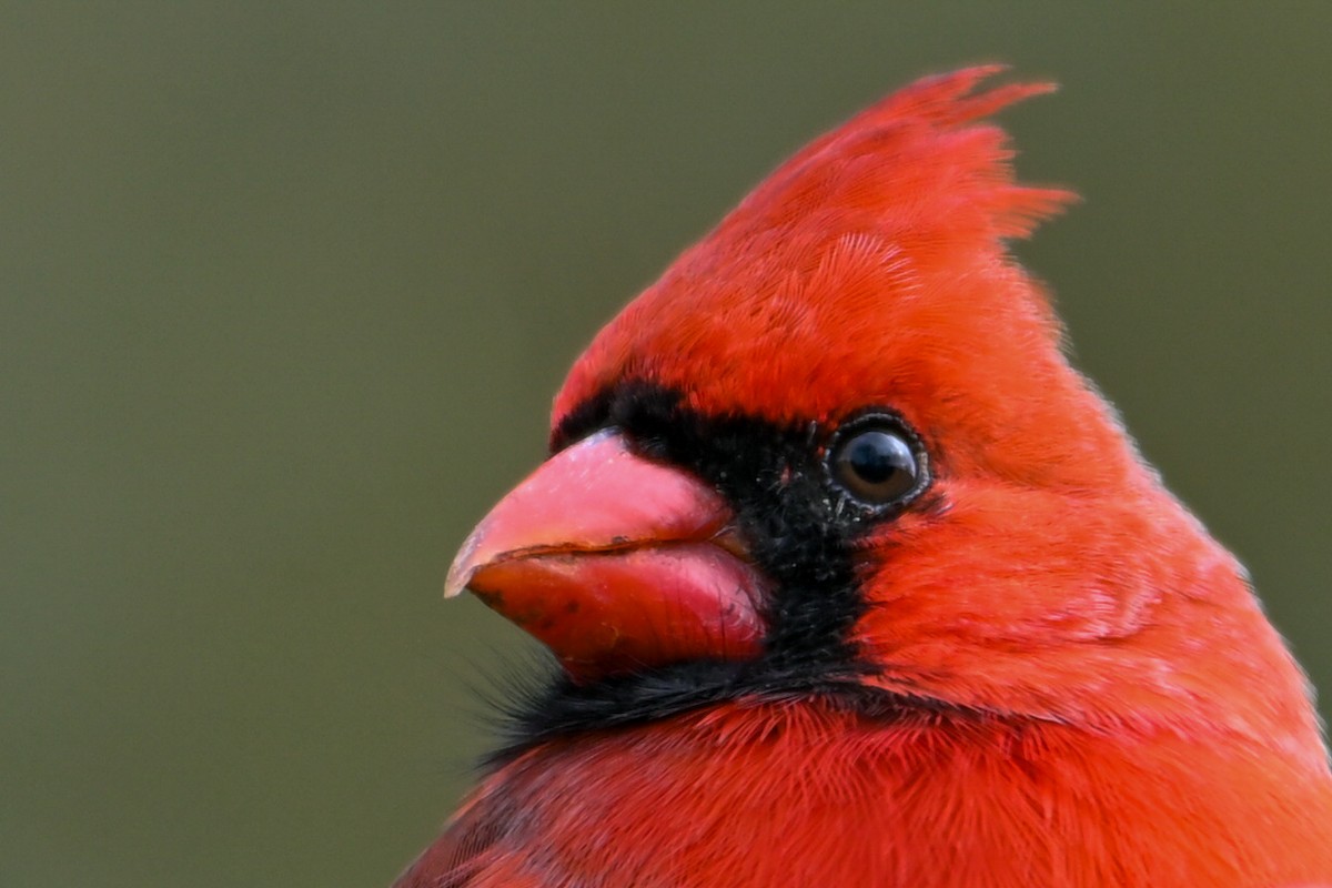 Northern Cardinal - ML646459079