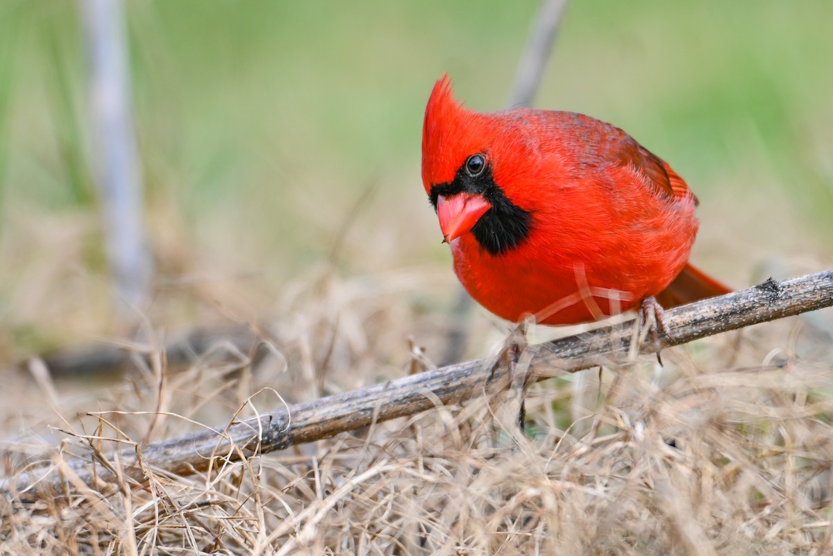 Northern Cardinal - ML646459080