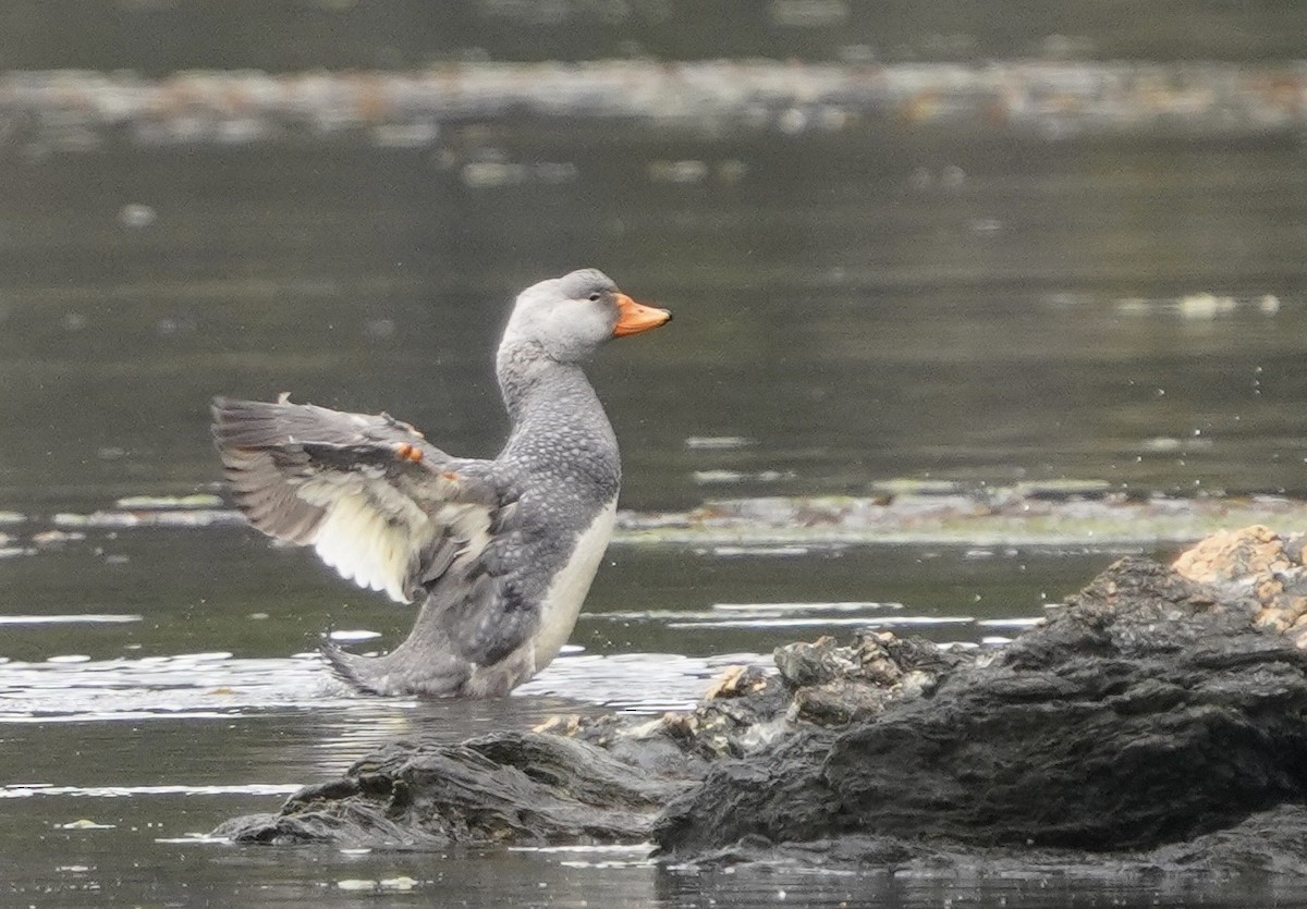 Magallaesko lurrun-ahatea - ML646459081