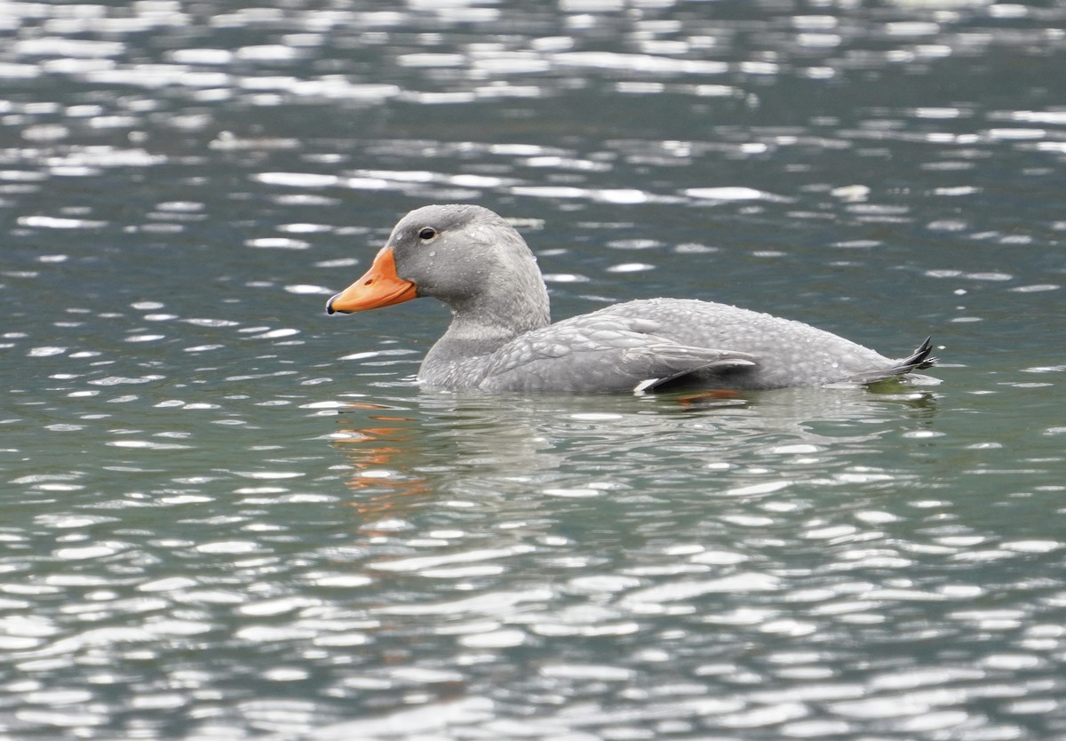 Magallaesko lurrun-ahatea - ML646459082