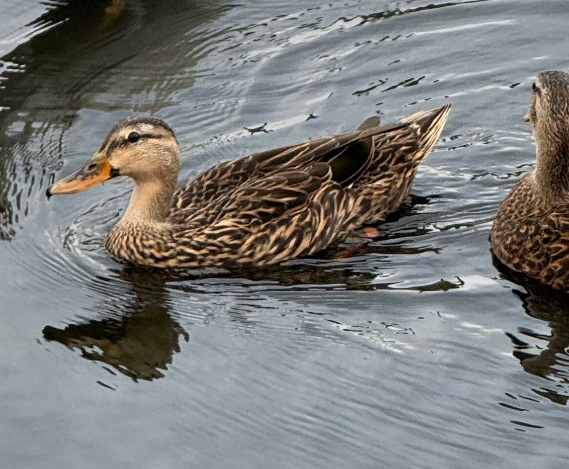 Mottled Duck - ML646459083
