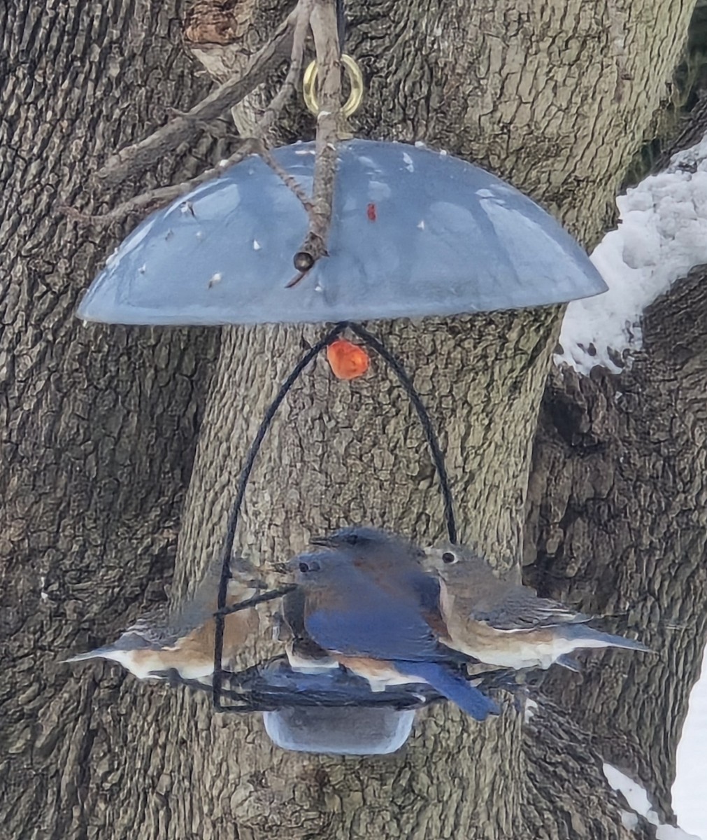 Eastern Bluebird - ML646459084