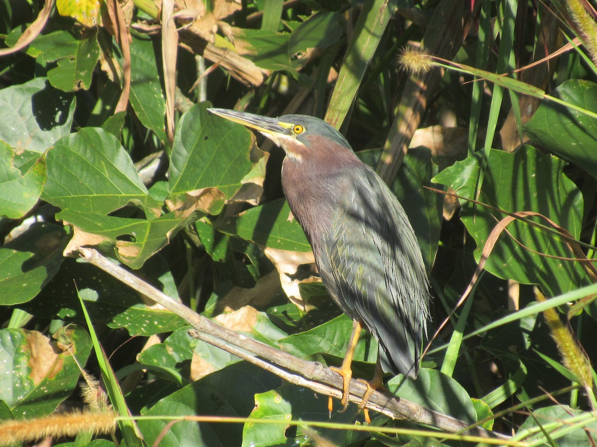 Green Heron - ML646459085