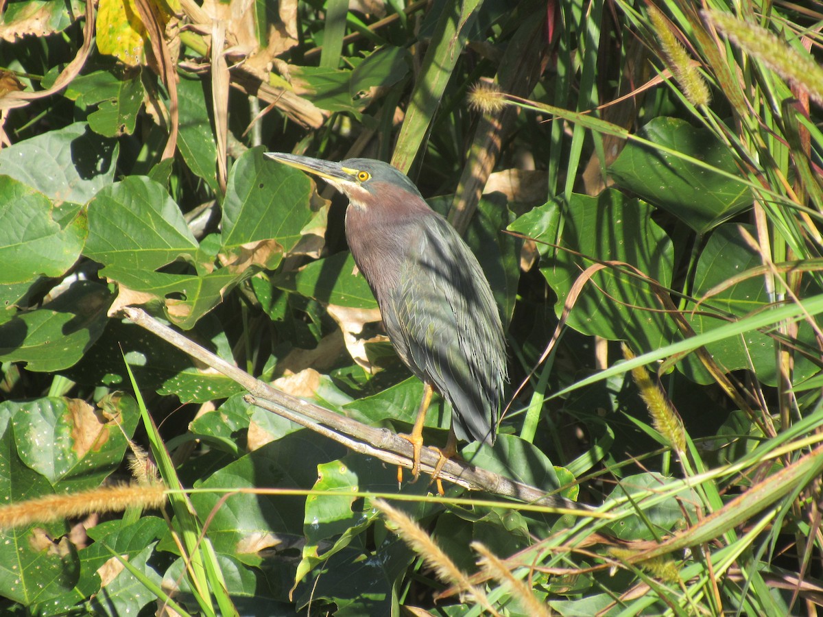 Green Heron - ML646459086