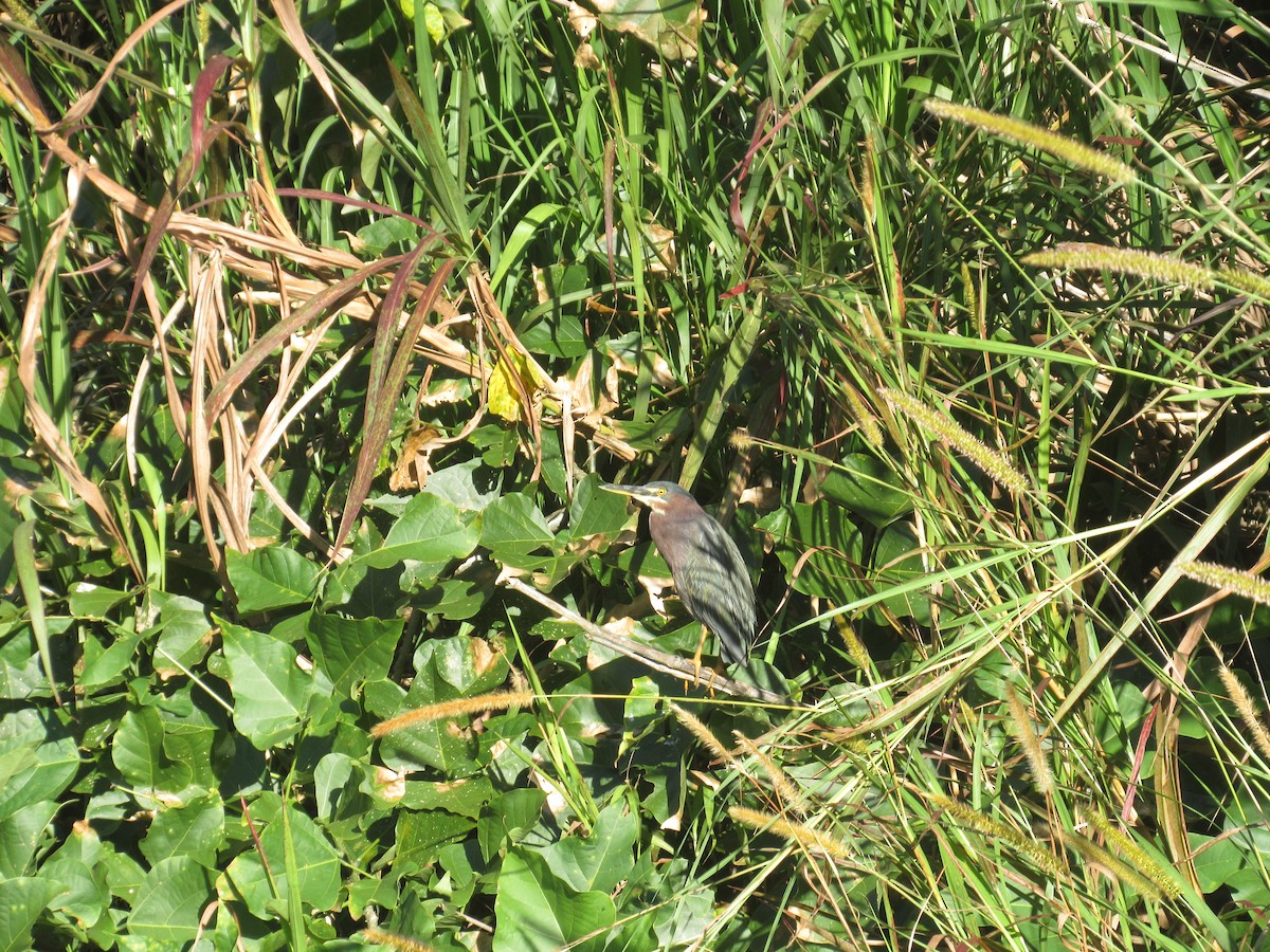 Green Heron - ML646459087