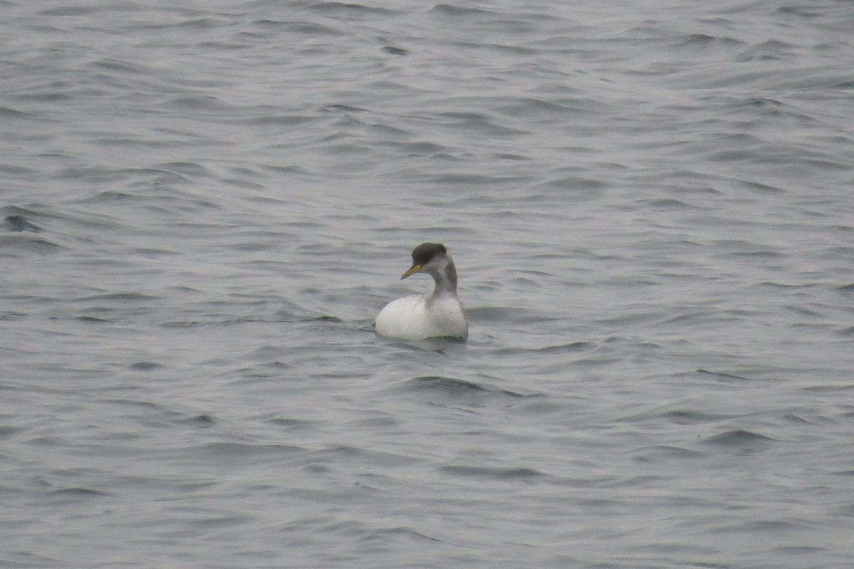Red-necked Grebe - ML646459088
