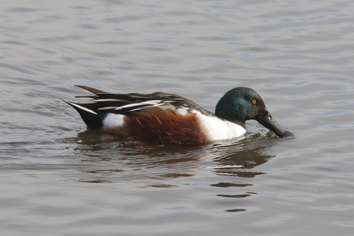 lžičák pestrý - ML646459097