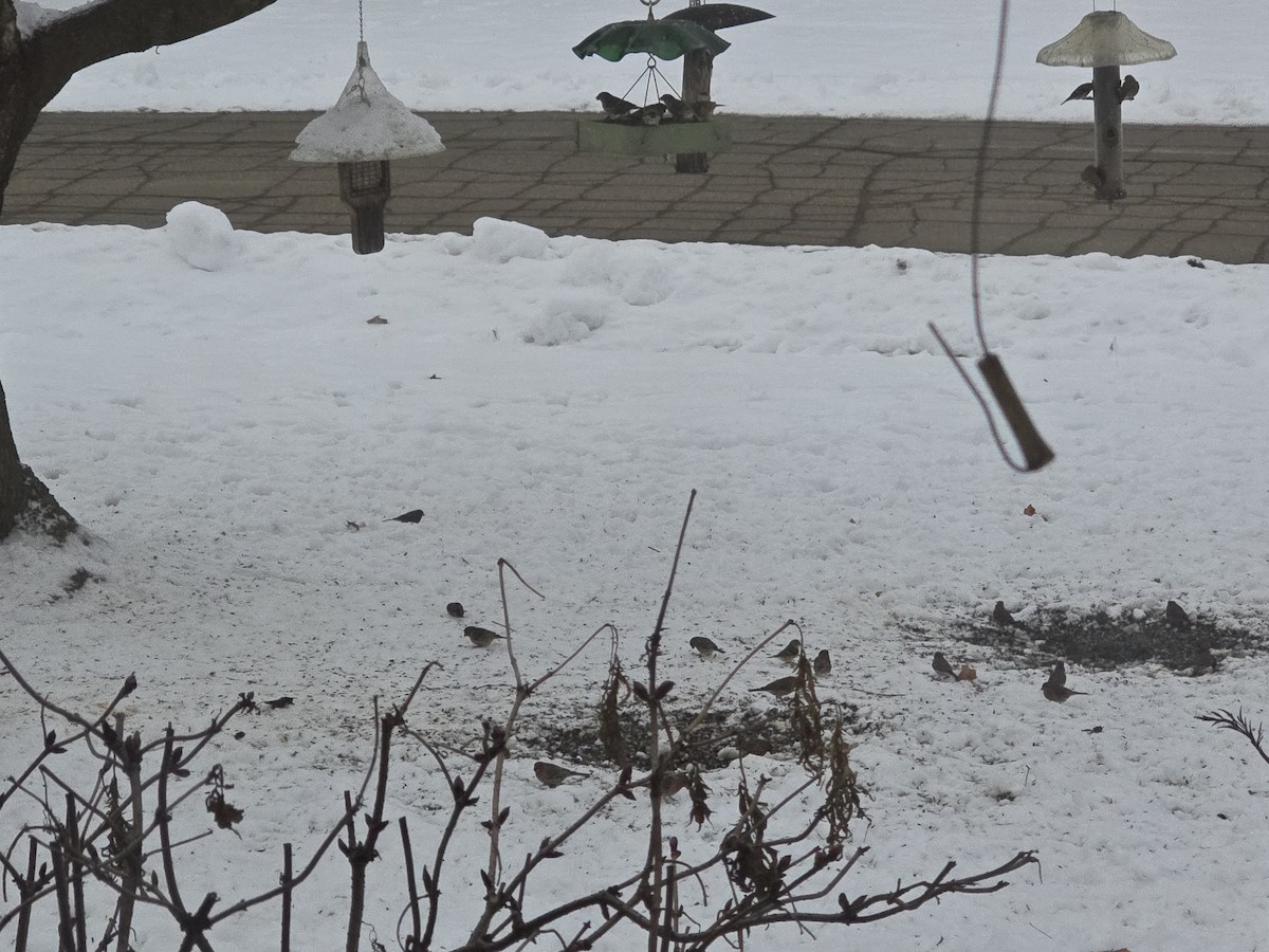 House Finch - ML646459100