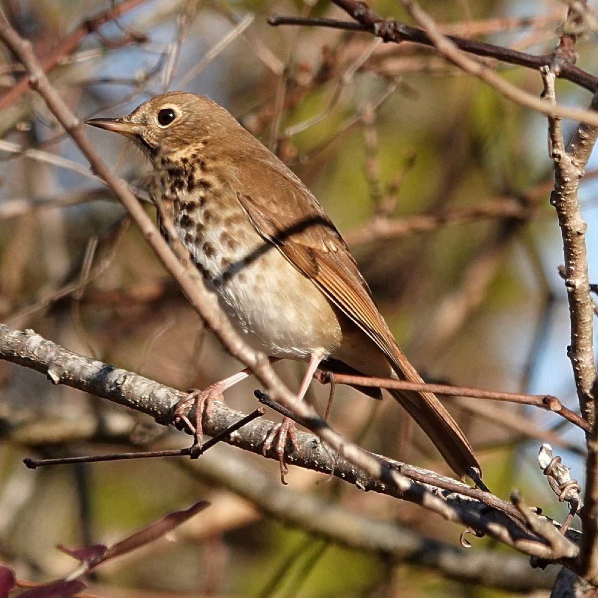 Hermit Thrush - ML646459101