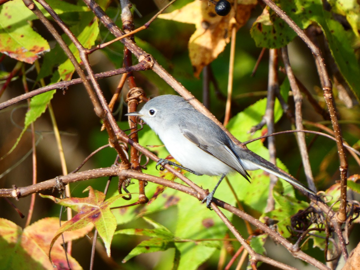 Blue-gray Gnatcatcher (Eastern) - ML646459105