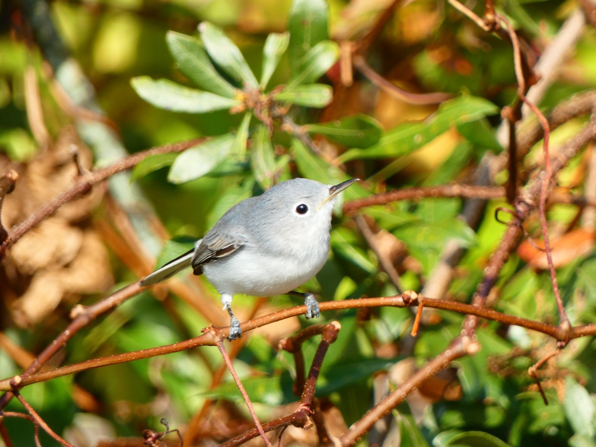 Blue-gray Gnatcatcher (Eastern) - ML646459106