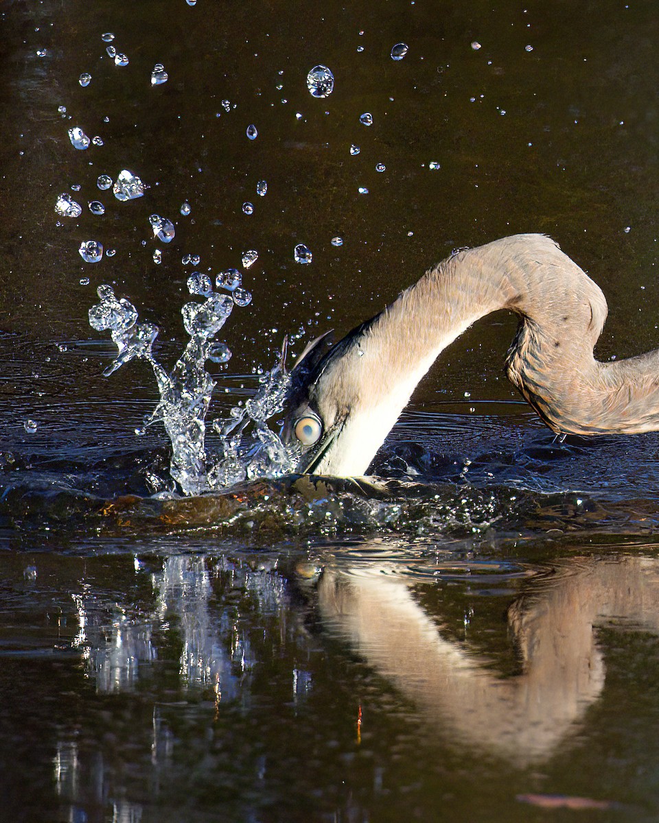 Чапля північна - ML646459107