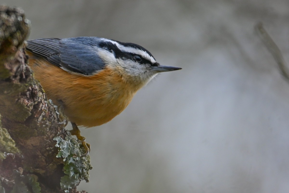 Red-breasted Nuthatch - ML646459108