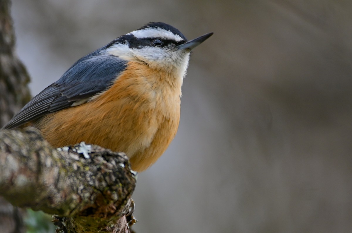 Red-breasted Nuthatch - ML646459109