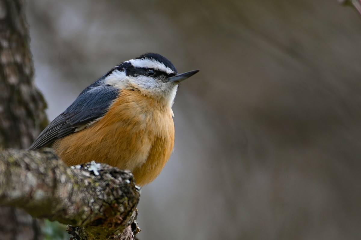 Red-breasted Nuthatch - ML646459110