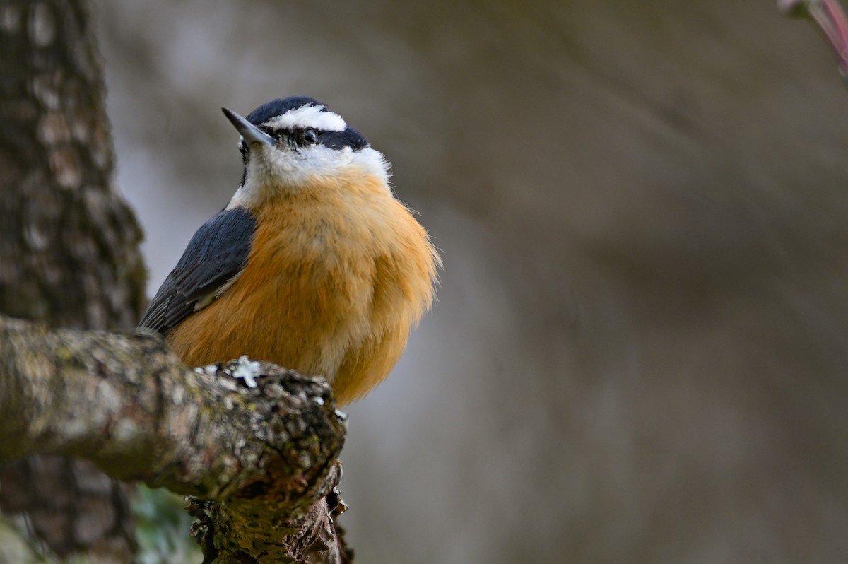 Red-breasted Nuthatch - ML646459111