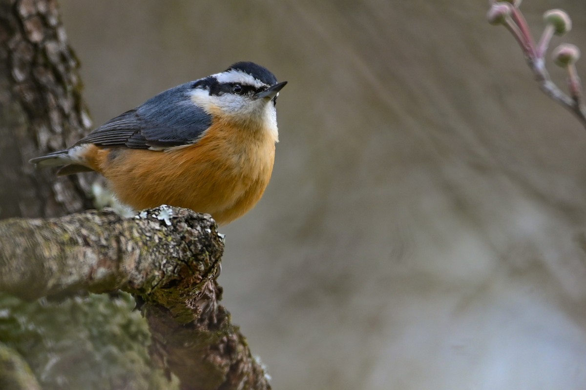 Red-breasted Nuthatch - ML646459112